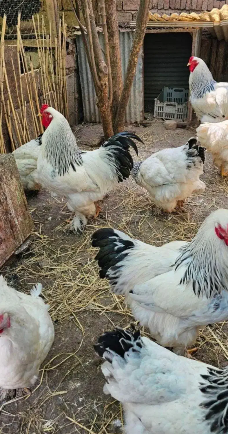 جوجه یک روزه تخم نطفه دار برهما ابریشمی و لهستانی|حیوانات مزرعه|شیراز, حافظیه|دیوار