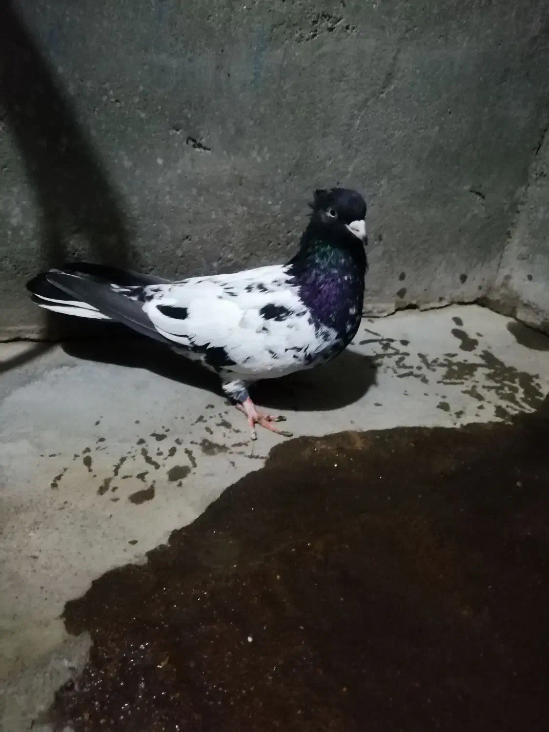 6تا کبوتر ماده|پرنده|مسجد سلیمان, |دیوار