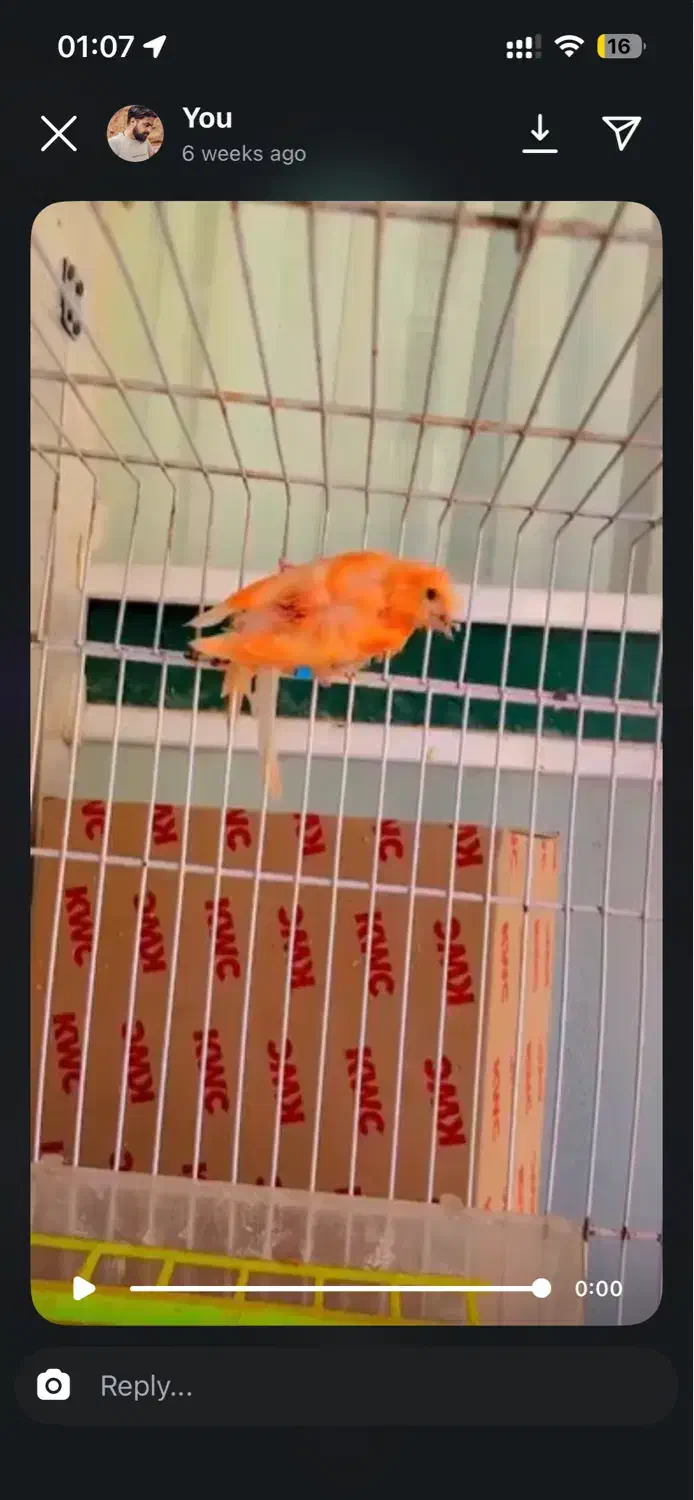 ماده ردتازه بالغ|پرنده|بیرجند, |دیوار