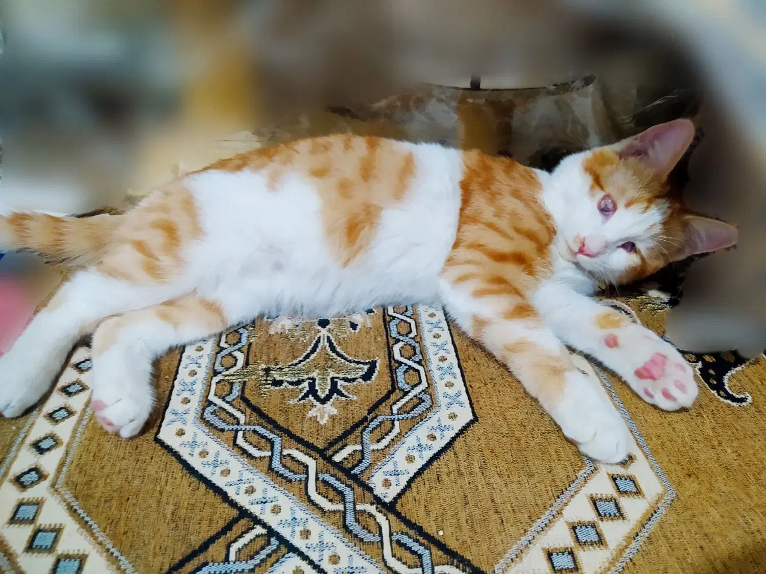 گربه DSHماده سفید و خوشگل فروش فوری|گربه|شاهینشهر, شهرک میلاد|دیوار