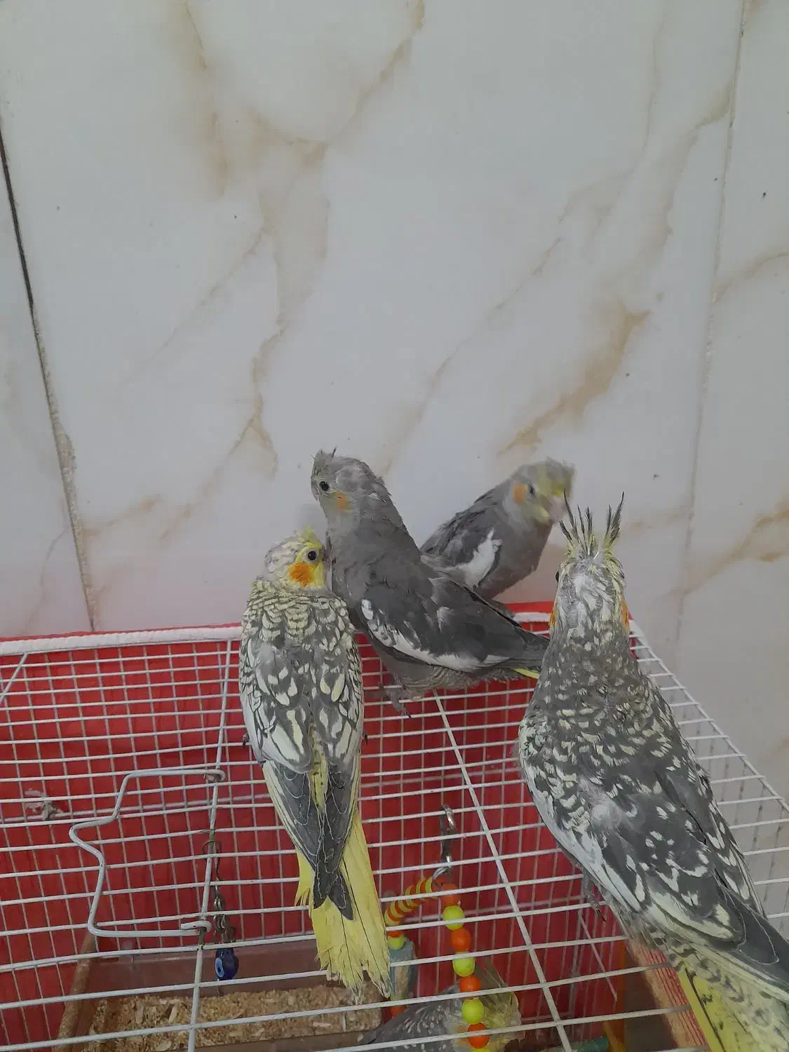 پرنده عروس هلندی|پرنده|مشهد, رده|دیوار