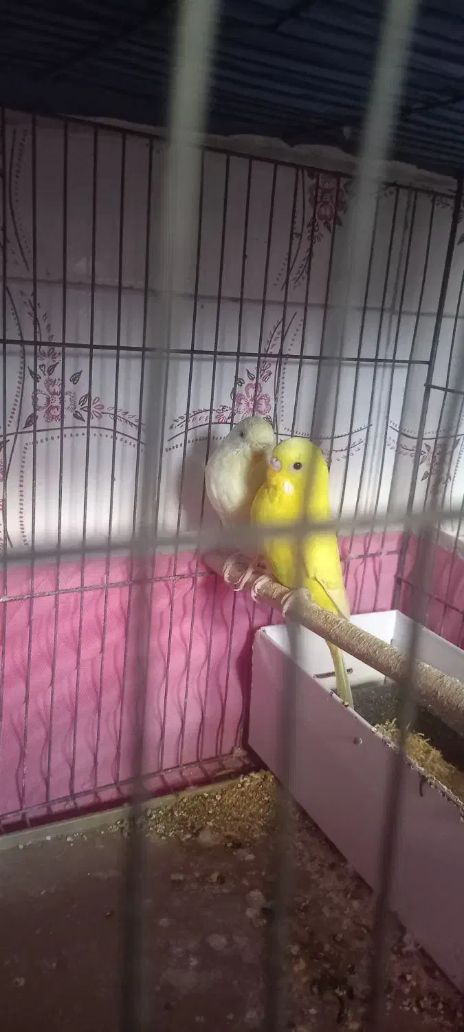 مرغ عشق|پرنده|برازجان, |دیوار