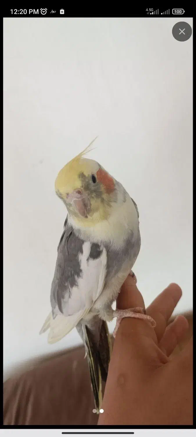 عروس هلندی|پرنده|بومهن, |دیوار