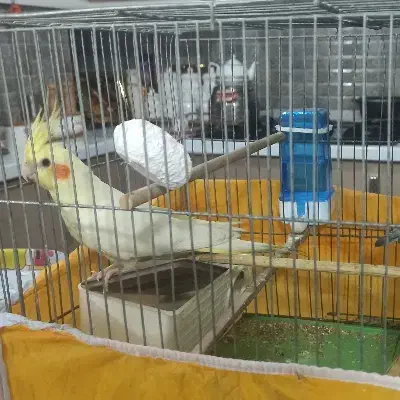 یک عروس هلندی ماده|پرنده|قرچک, زیبا شهر|دیوار