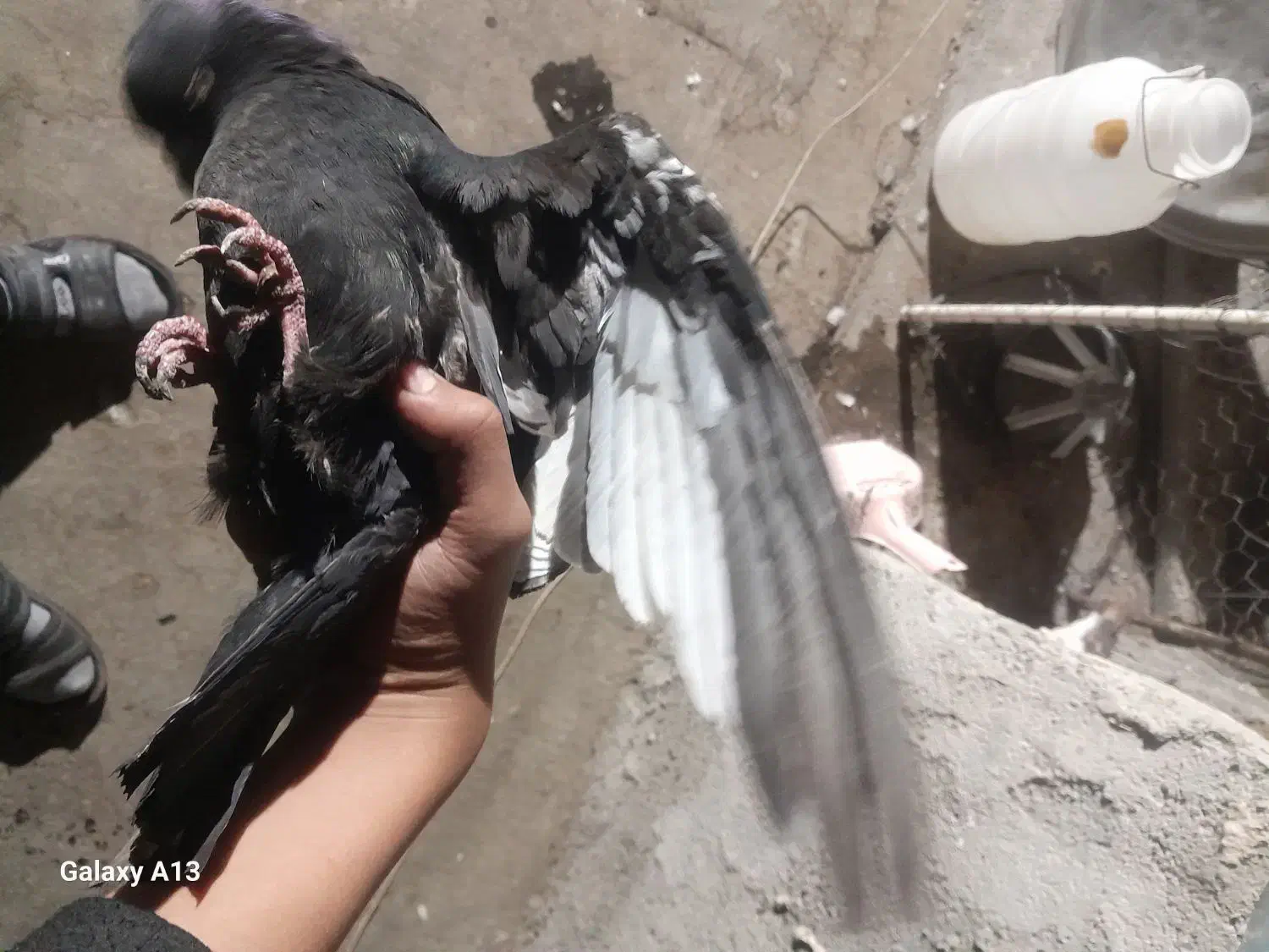 کبوتر پرنده|پرنده|شیروان (خراسان), |دیوار