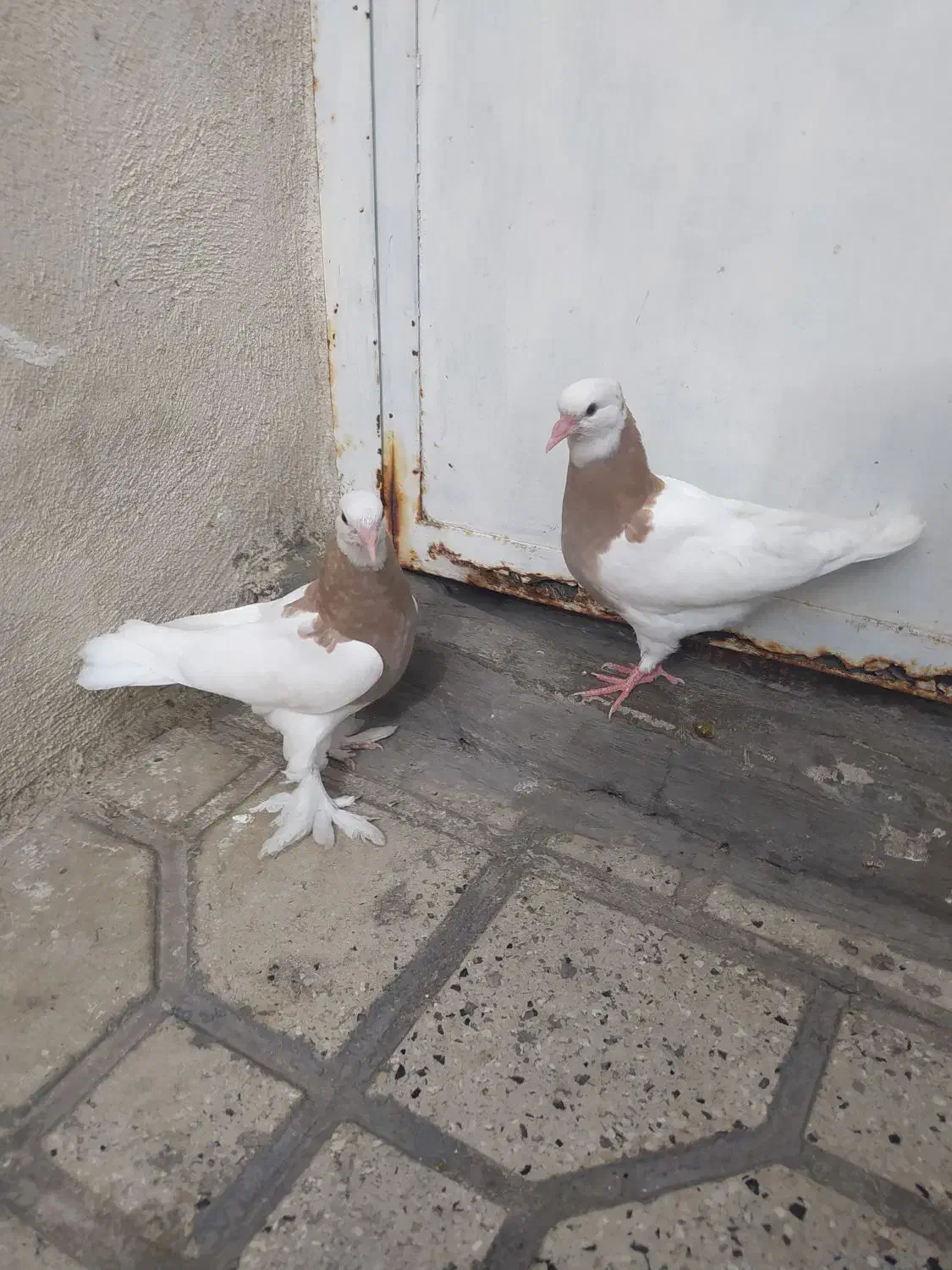 کفتر طوق فروش یا معاوضه|پرنده|شیراز, شیخ علی چوپان|دیوار