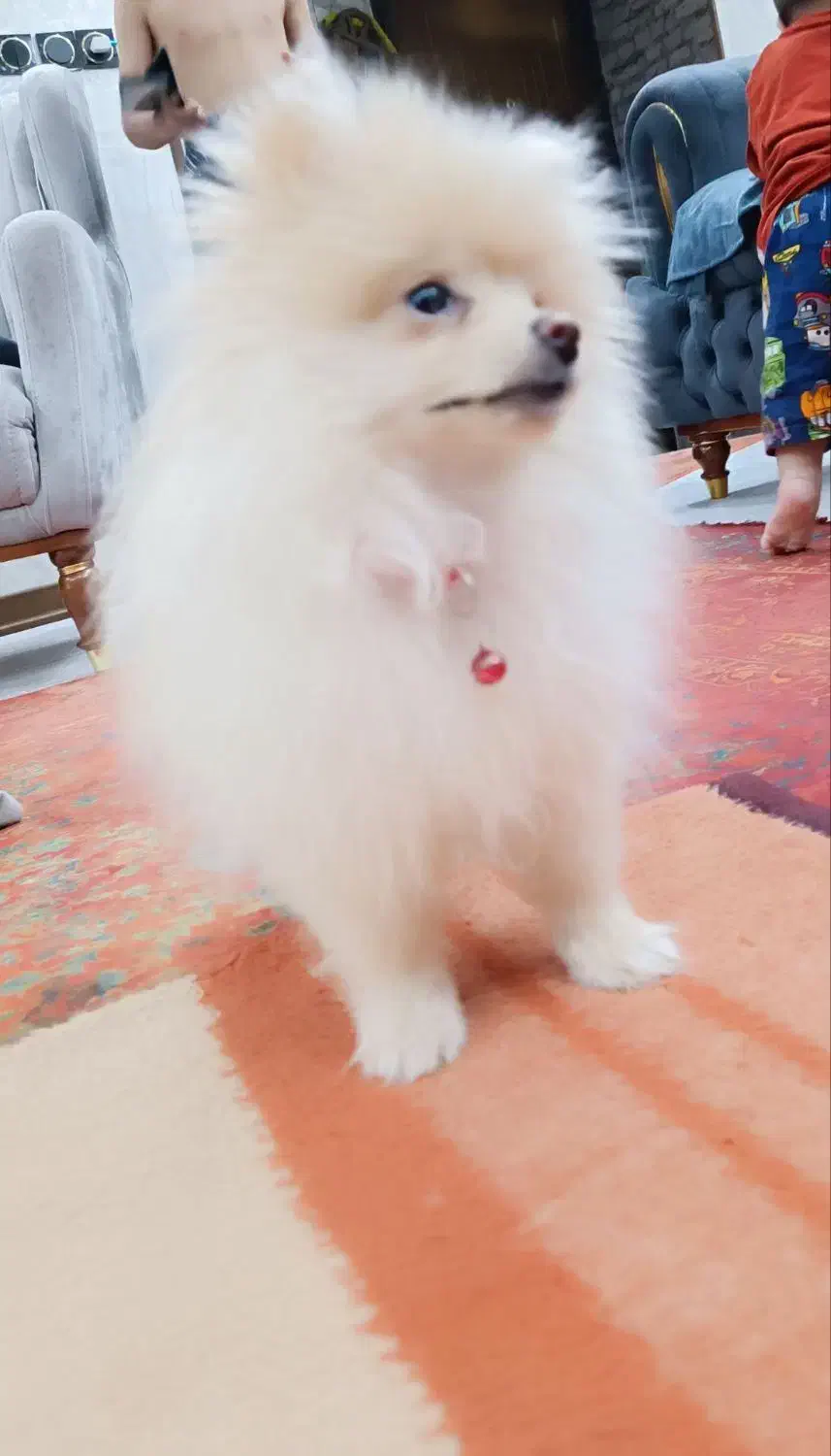 سگ پامر|سگ|کرمان, |دیوار