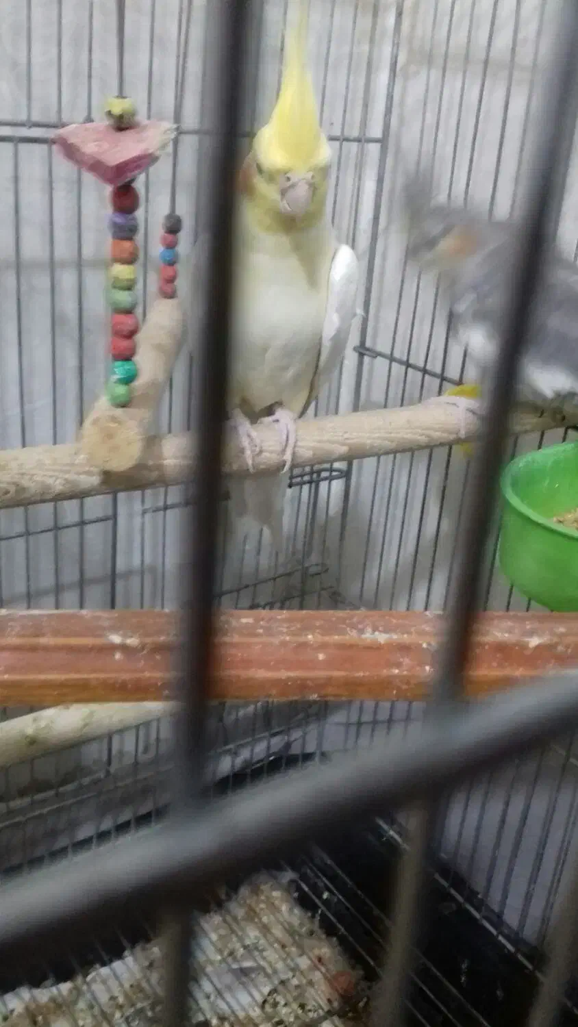 عروس هلندی 2 میلیون|پرنده|سپیدار, |دیوار