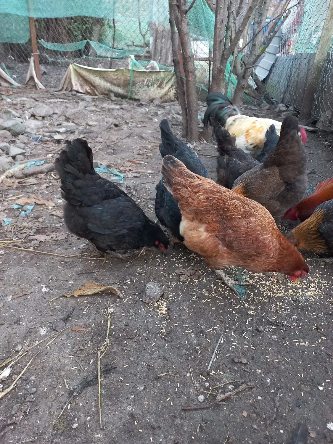 مرغ محلی درشت|حیوانات مزرعه|آستارا, |دیوار