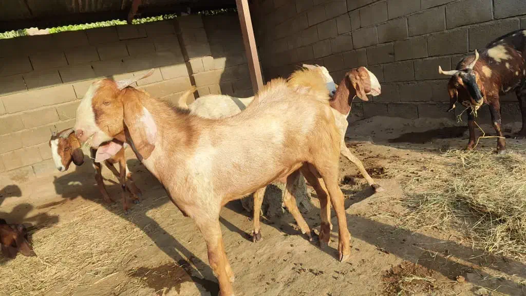 دو عدد چپشت مخصوص داشت|حیوانات مزرعه|میناب, |دیوار