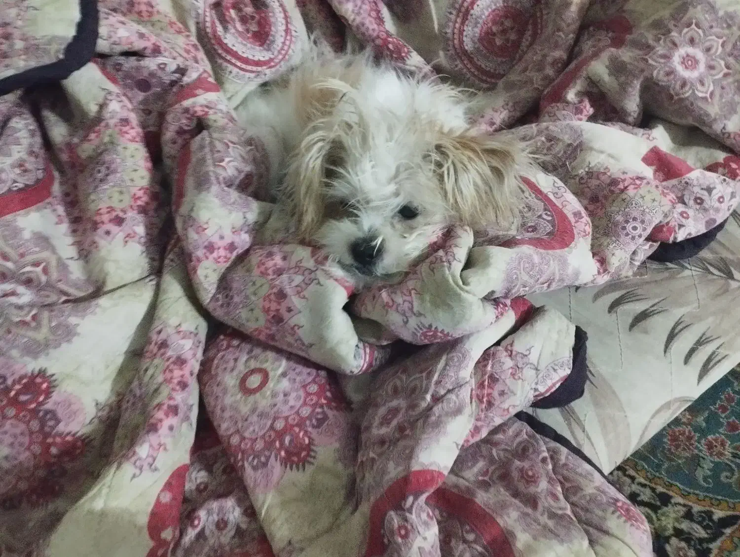 پت (سگ )گمشده|حیوانات|تهران, یاخجی آباد|دیوار