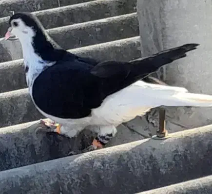 تعدادی کبوتر|پرنده|گنبد کاووس, |دیوار