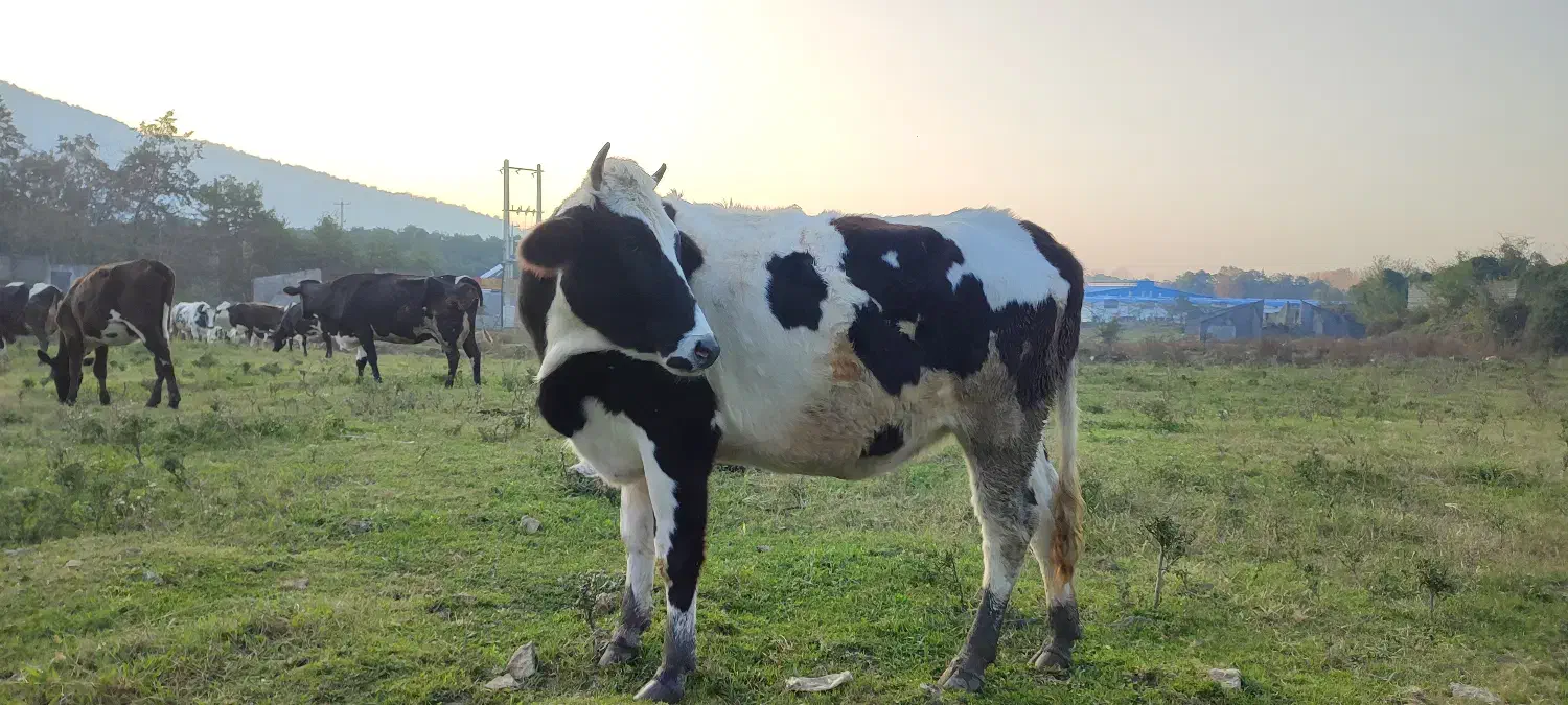 تلیسه|حیوانات مزرعه|سلمانشهر, |دیوار