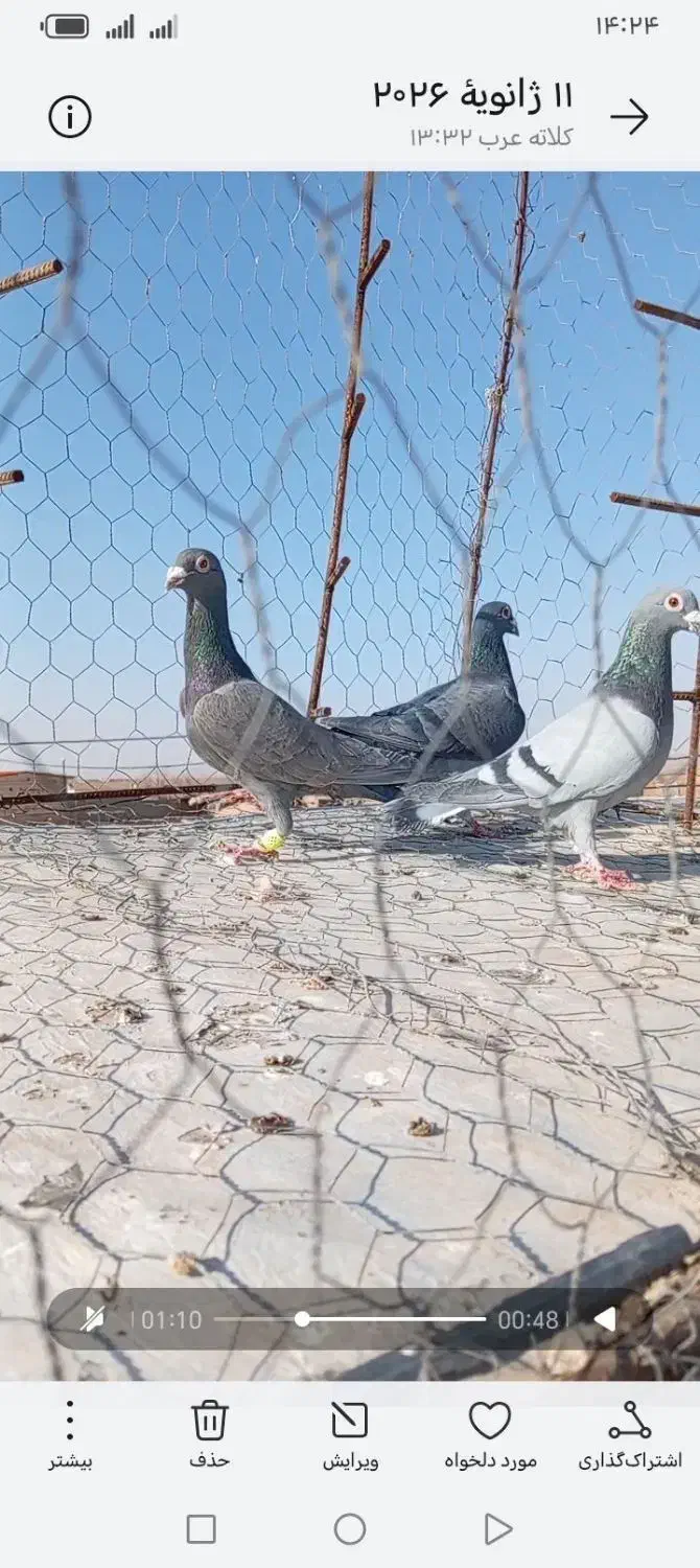 ۶عدد|پرنده|عطاملک, |دیوار