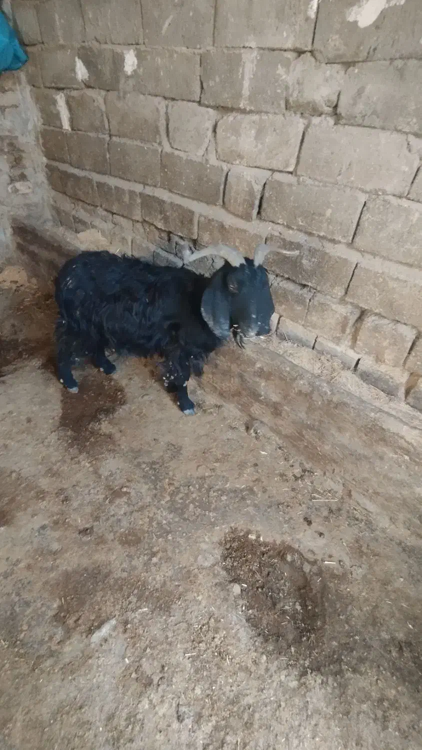 بزفروشی|حیوانات مزرعه|دورود, |دیوار