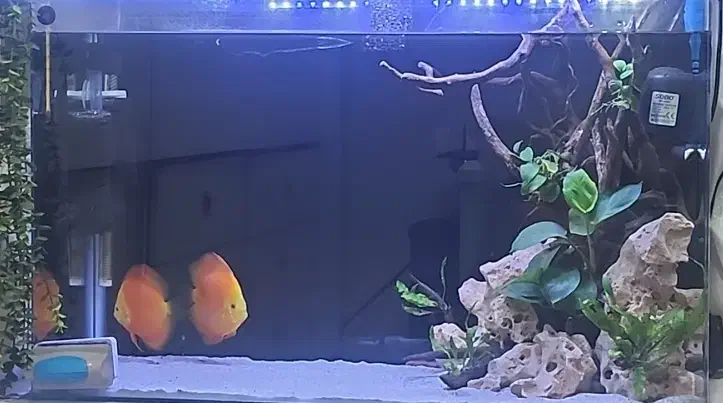 آکواریوم|ماهی|ری, دیلمان|دیوار