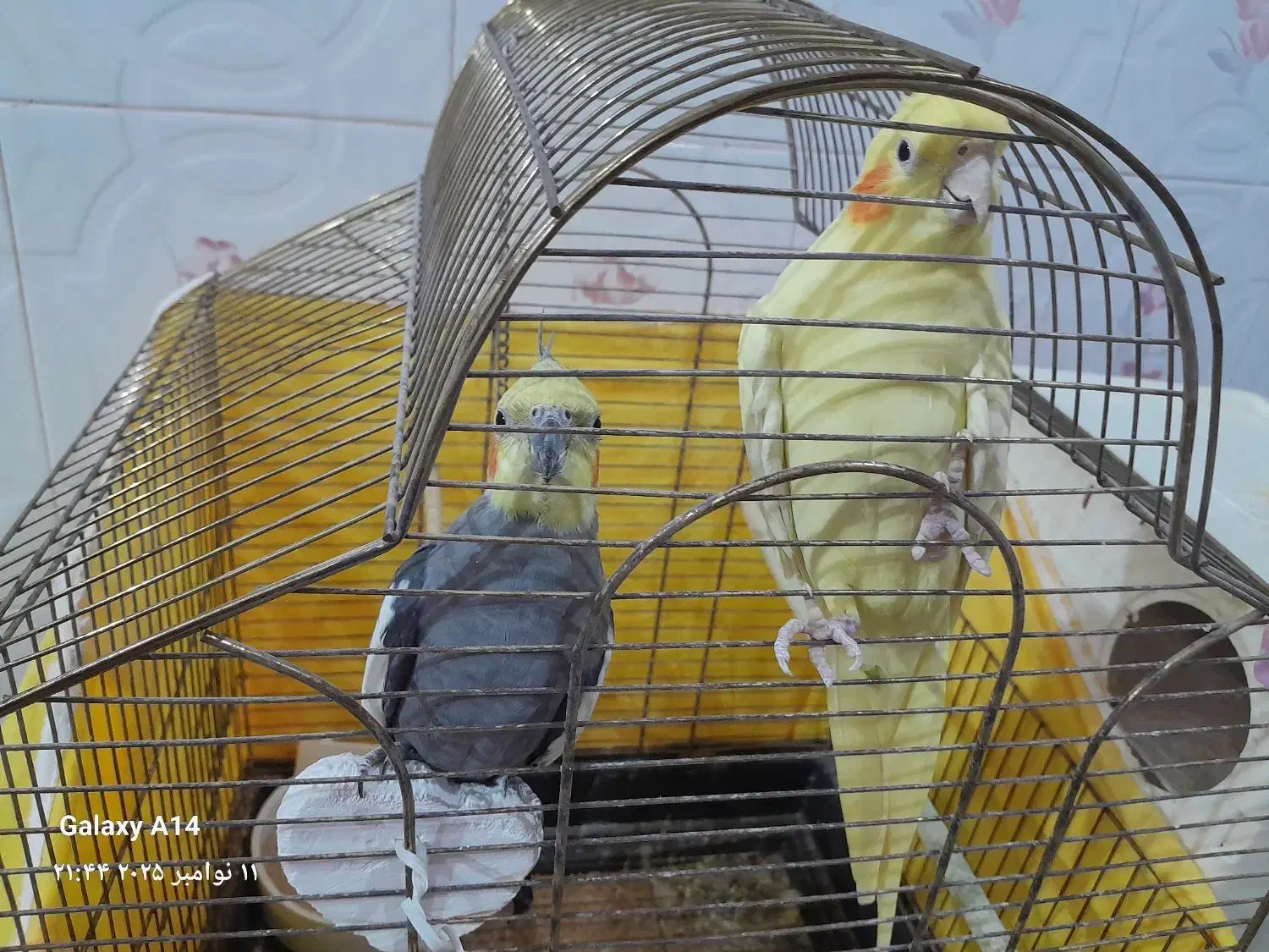 عروس هلندی|پرنده|مشگین شهر, |دیوار