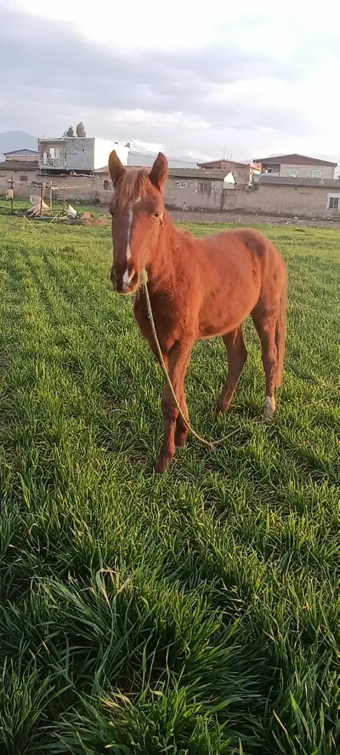 کره اسب|اسب و تجهیزات اسب‌سواری|سنگدوین, |دیوار