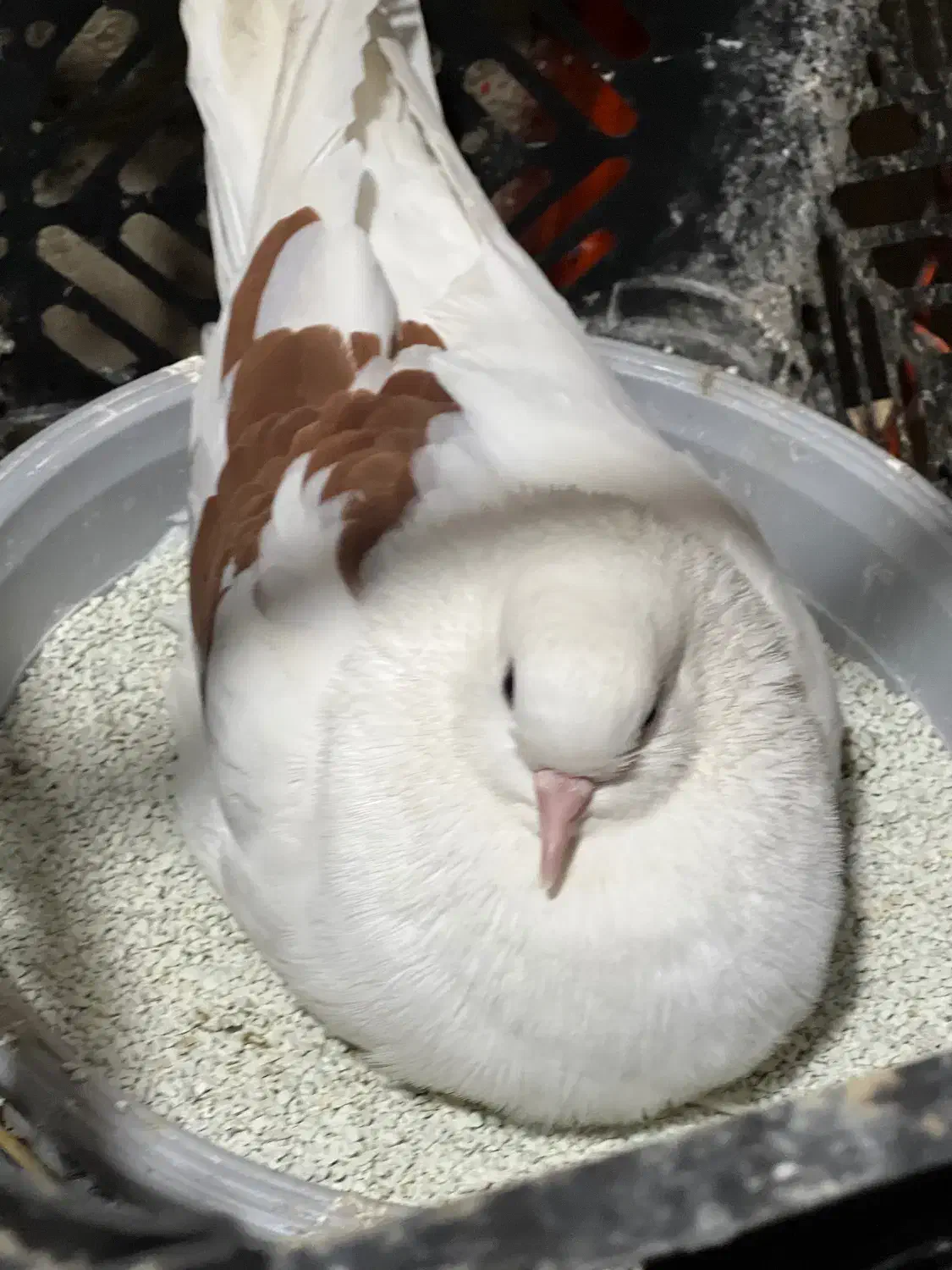 یک جفت کبوتر|پرنده|رشت, لاکان شهر|دیوار