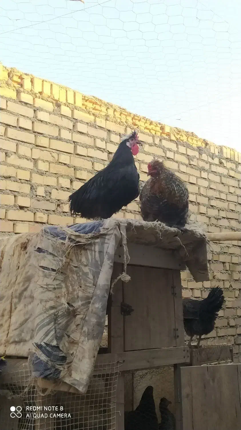 مرغ و خروس|حیوانات مزرعه|گناباد, |دیوار