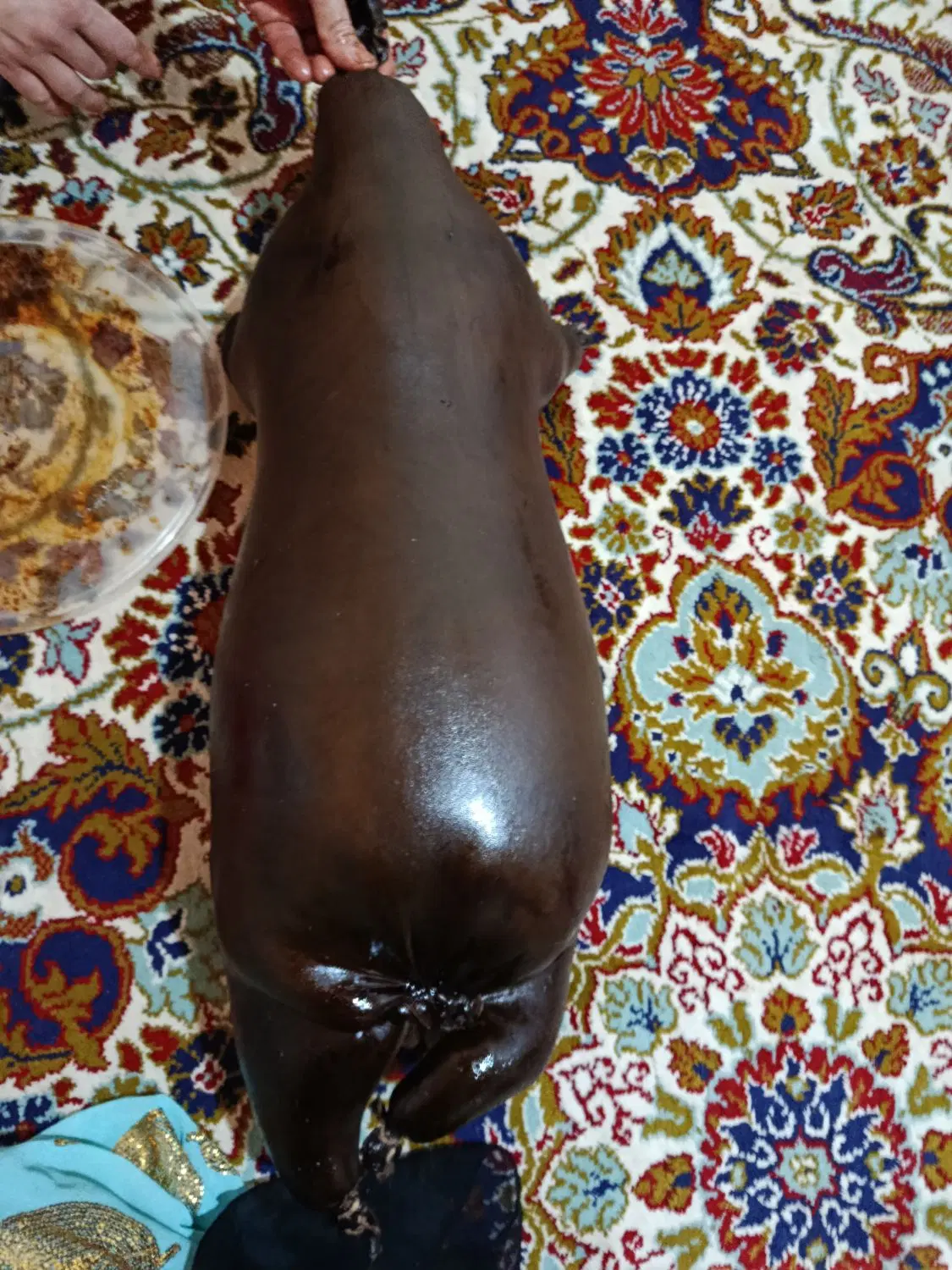 خیگه|لوازم جانبی حیوانات|جوانرود, |دیوار