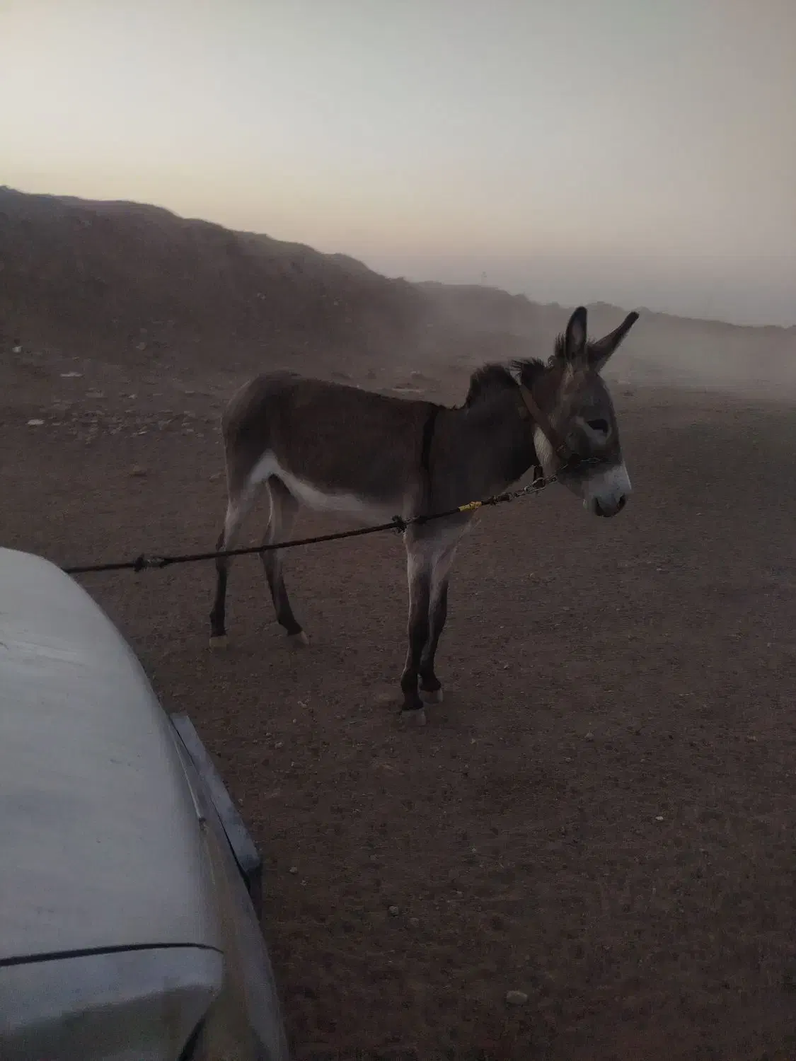 خر نر|حیوانات مزرعه|آران و بیدگل, |دیوار