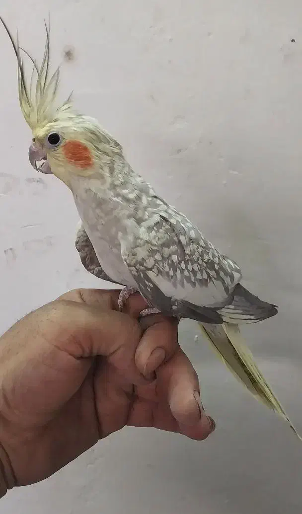 عروس هلندی مرواریدی|پرنده|خمینی‌شهر, |دیوار