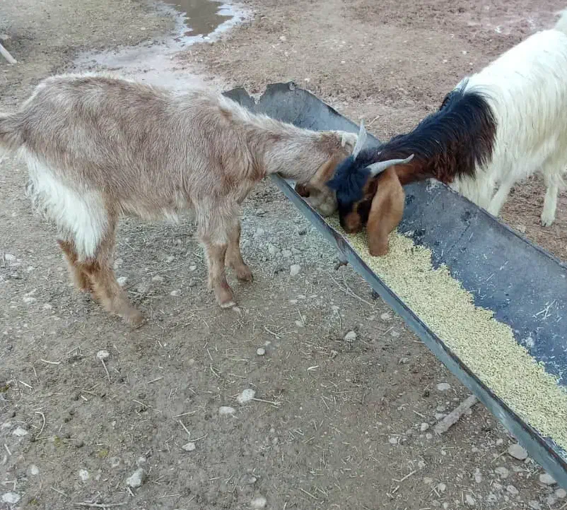 میش ،بز|حیوانات مزرعه|شیراز, پودنک|دیوار