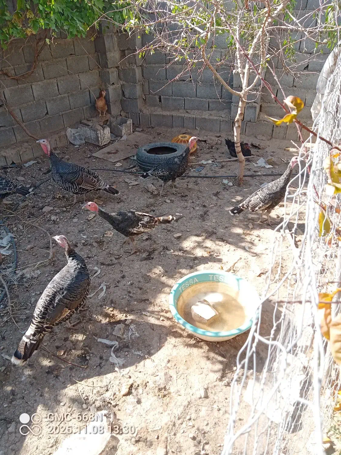 جوجه بوقلمون|حیوانات مزرعه|سمیرم, |دیوار