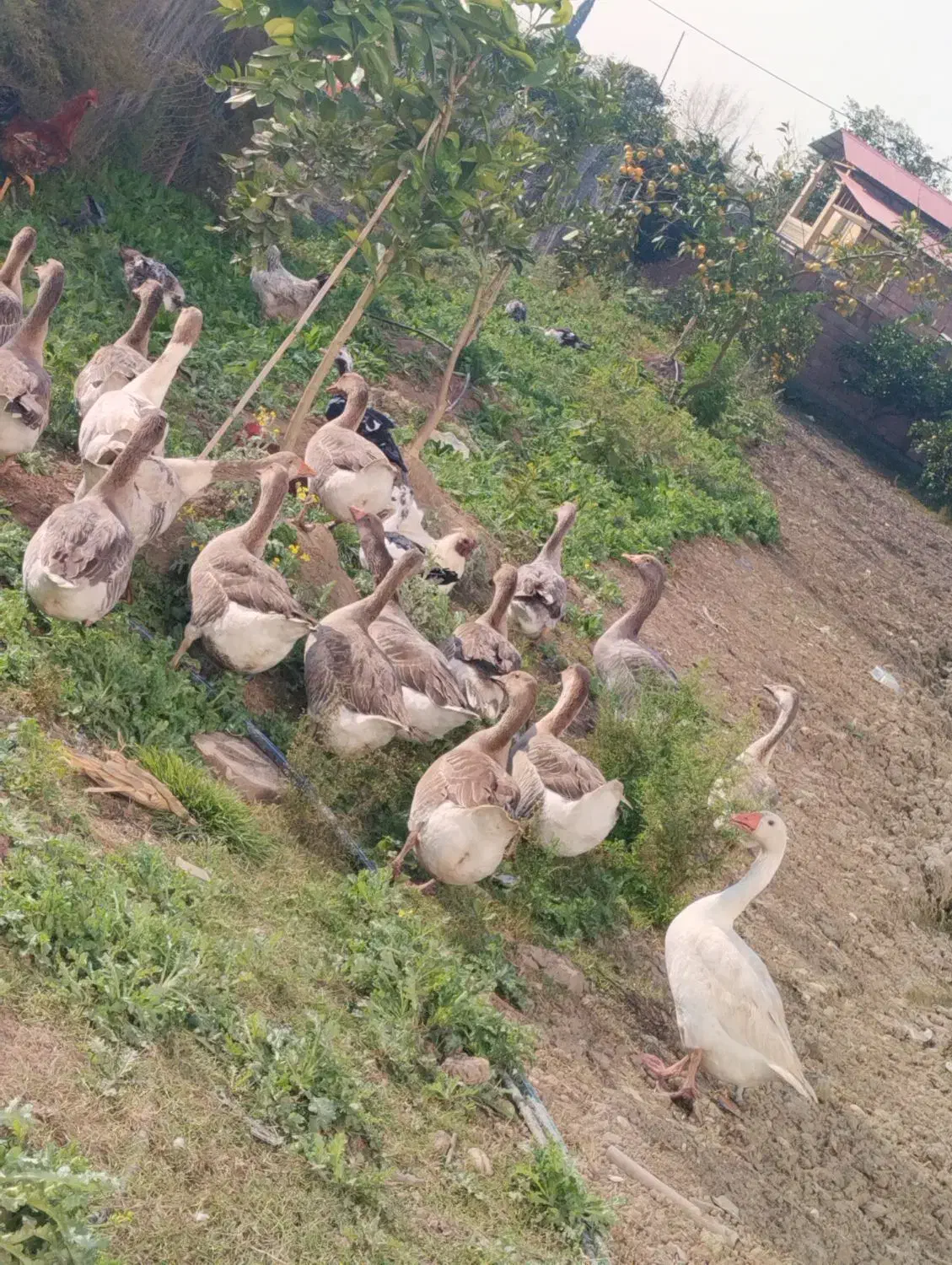 اردک و غاز محلی|حیوانات مزرعه|قائم‌شهر, |دیوار