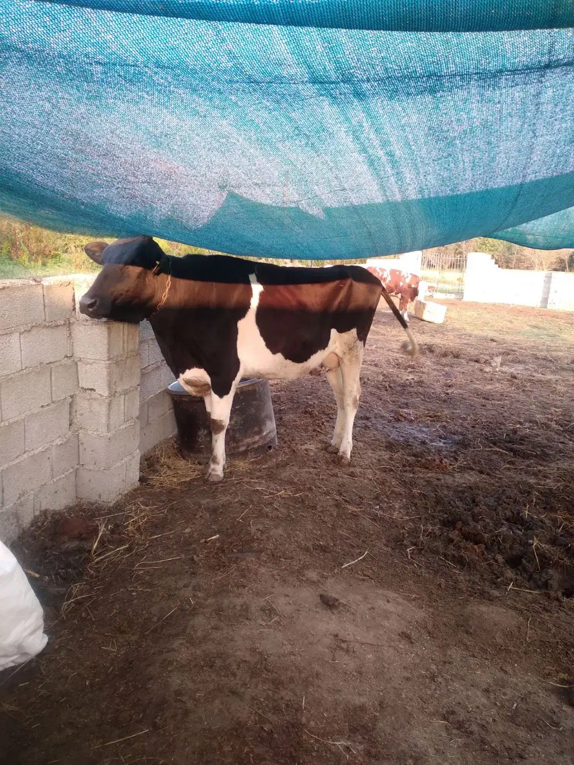 گاو هلشتاین|حیوانات مزرعه|خرمآباد (تنکابن), |دیوار