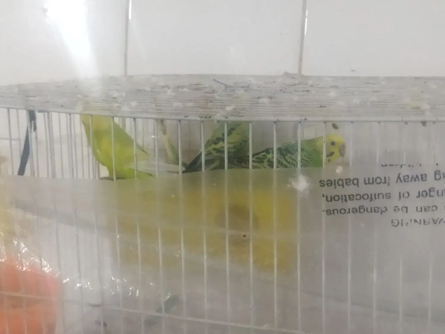 مرغ عشق|پرنده|بیرجند, |دیوار