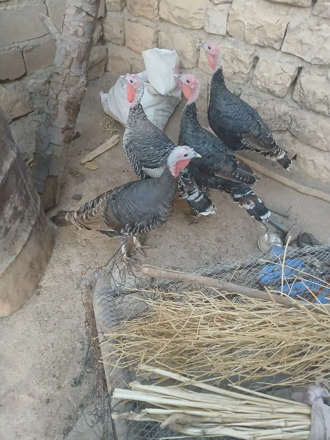 فقط تماس پاسخ گو هستم|حیوانات مزرعه|چگنی, |دیوار