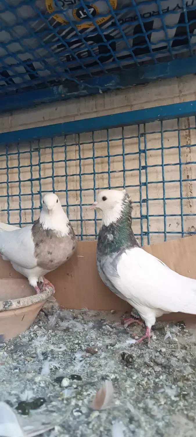 کفتر|پرنده|مشکیندشت, |دیوار