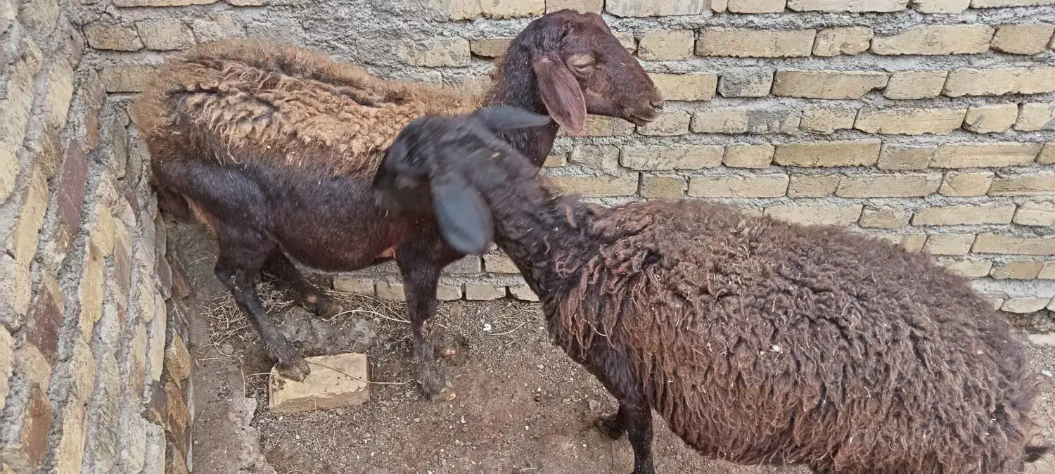 ۲عدد میش|حیوانات مزرعه|سجاس رود, |دیوار