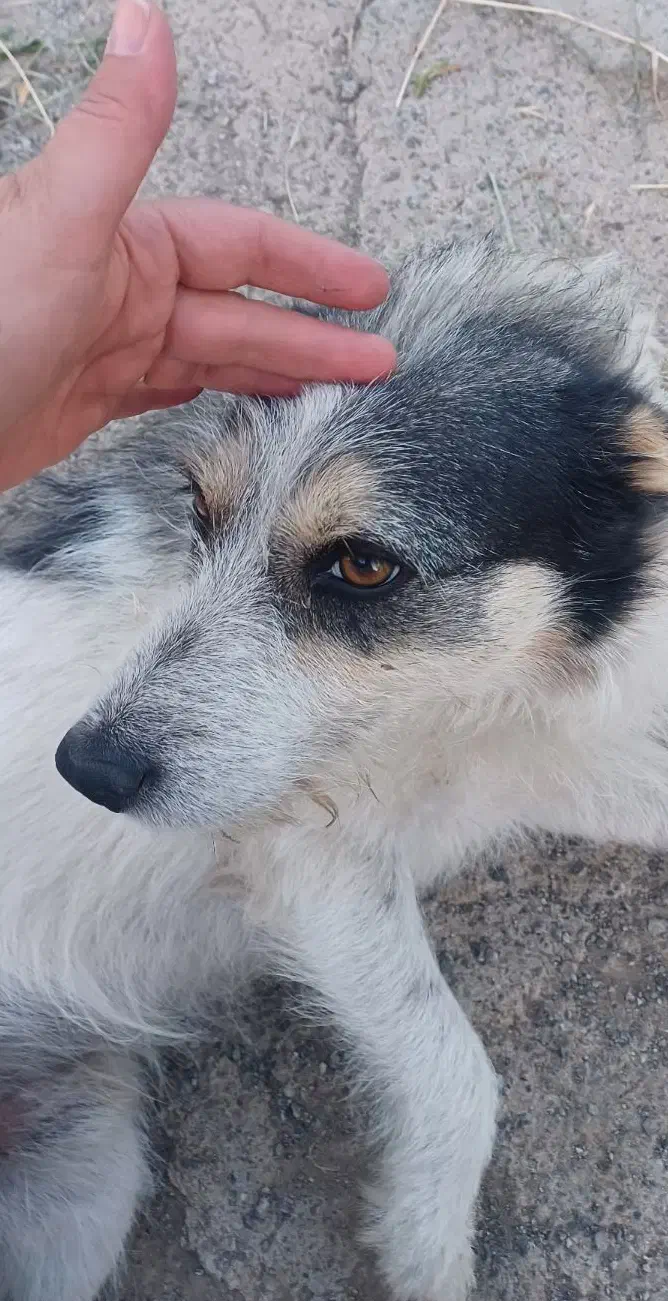 سگ گمشده|حیوانات|مرند, |دیوار