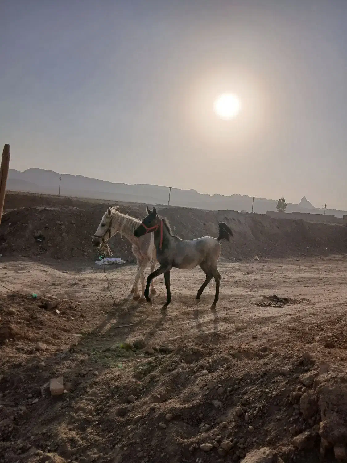 فروش مادیان وکره|اسب و تجهیزات اسبسواری|قم, جمکران|دیوار