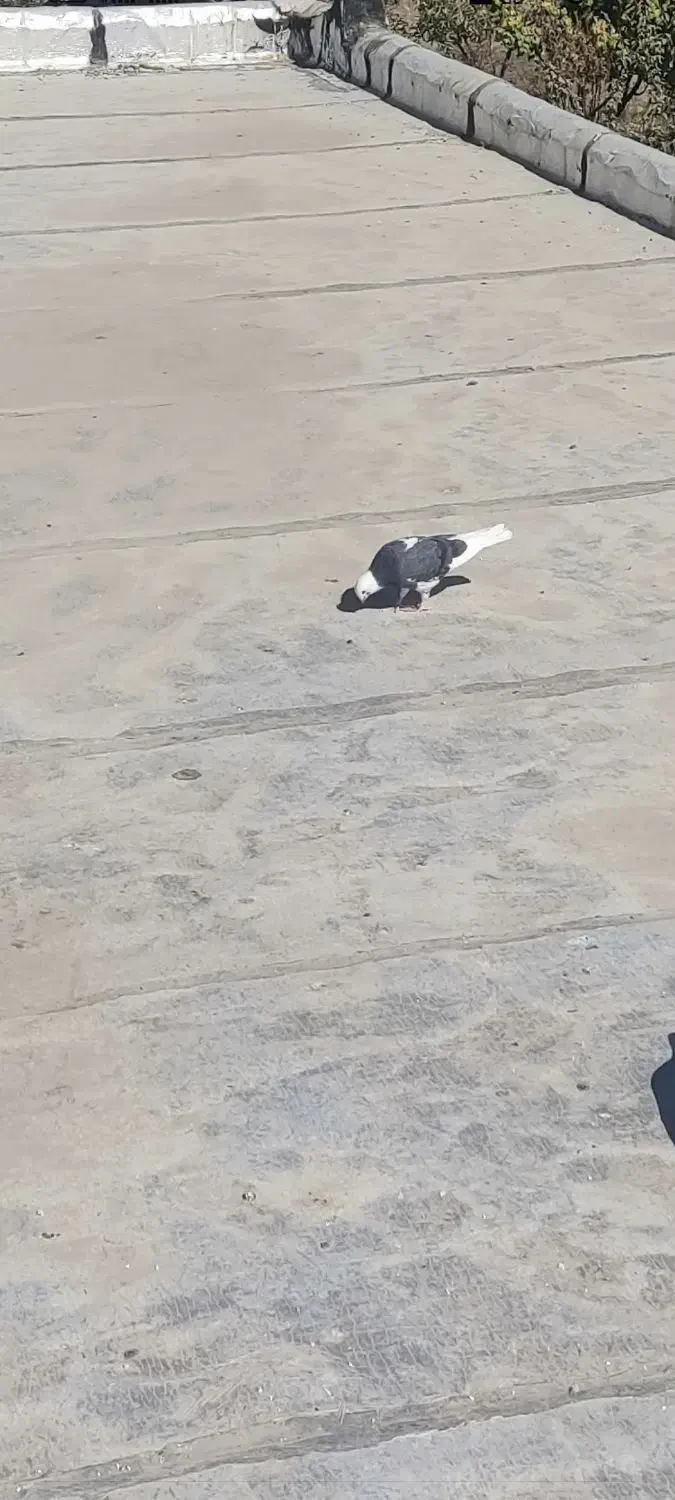 کفتر|پرنده|چهارباغ, |دیوار