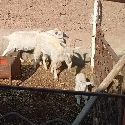 فروش دام|حیوانات مزرعه|باشتین, |دیوار