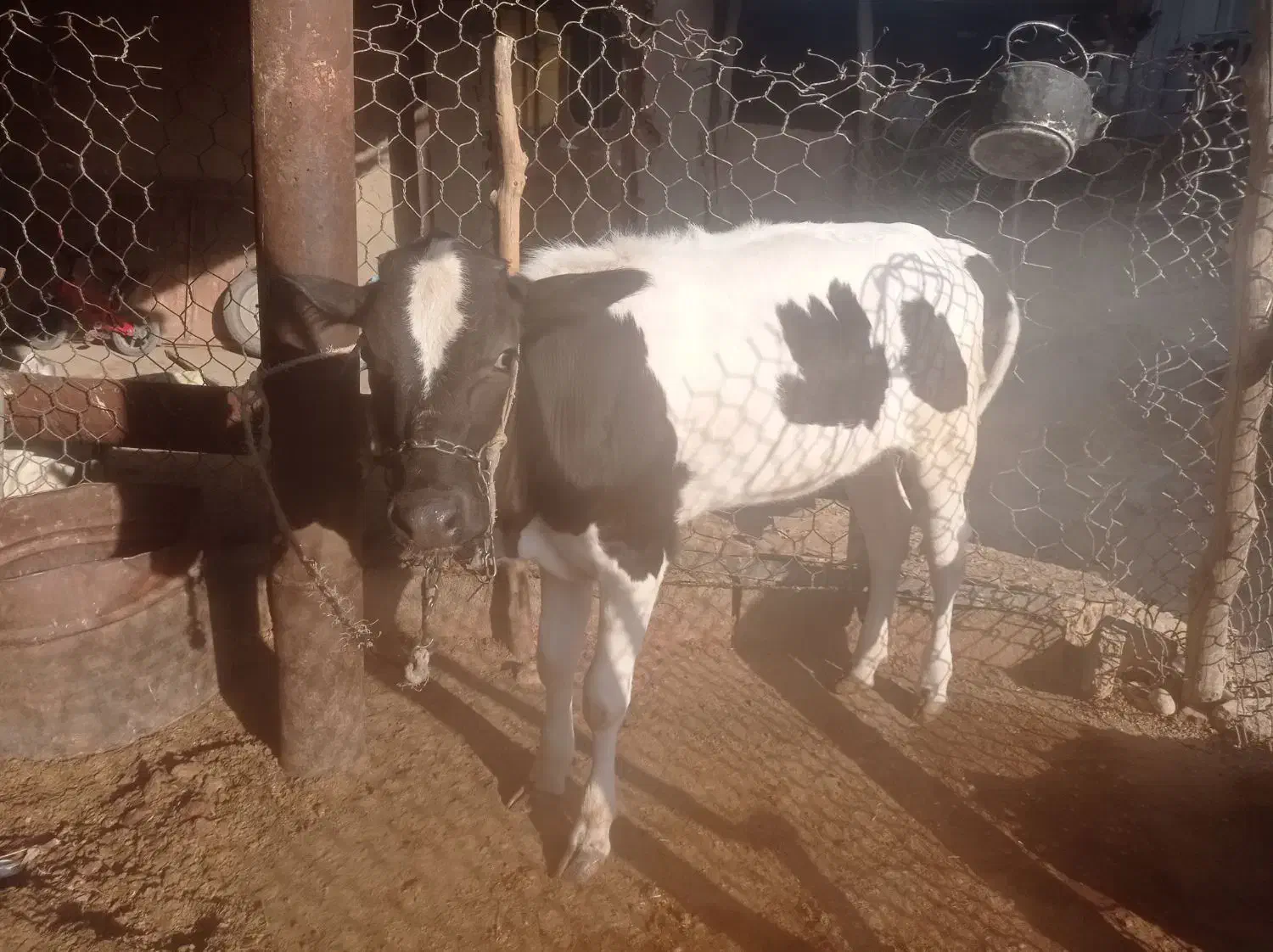 فروش گاو و گوساله|حیوانات مزرعه|بهبهان, |دیوار