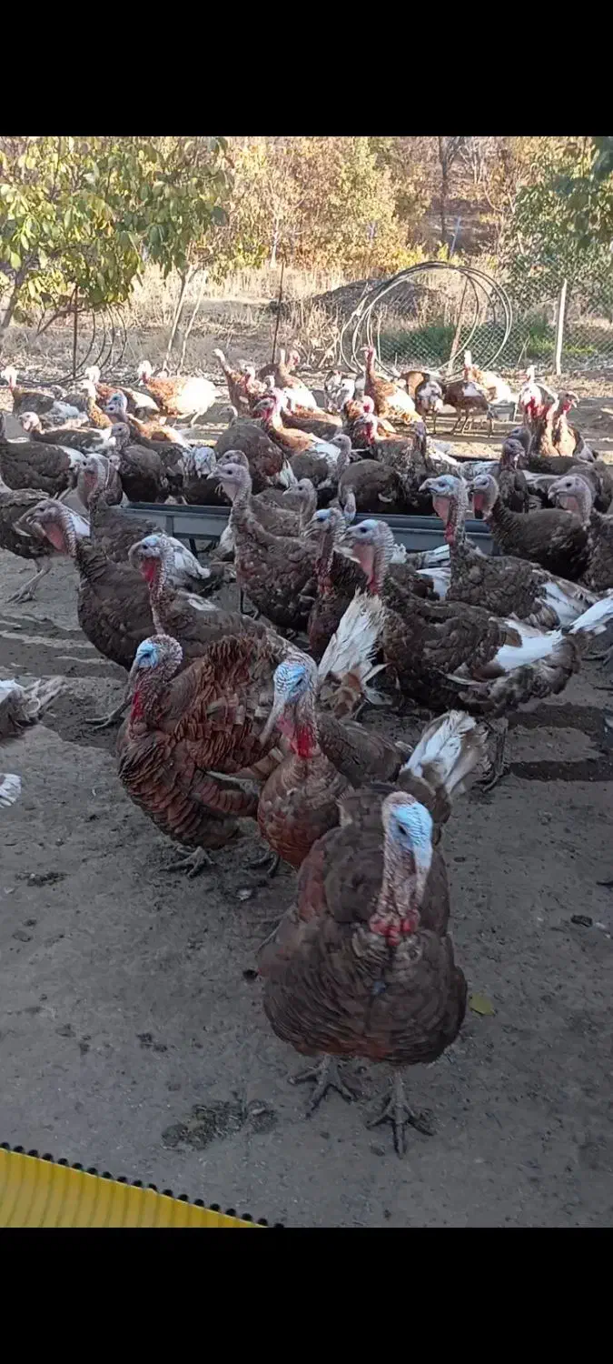 فروش 100عدد بوقلمون محلی|حیوانات مزرعه|ننور, |دیوار