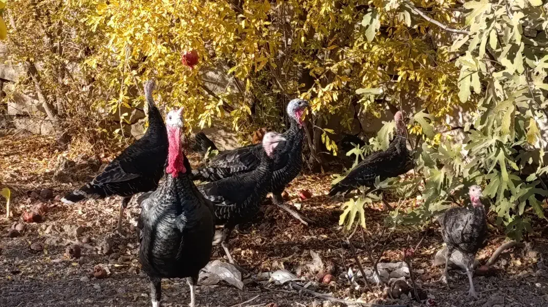 حیوانات|حیوانات مزرعه|سبزوار, امیریه|دیوار