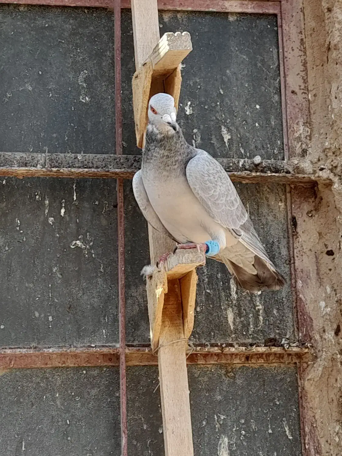 کبوتر|پرنده|شیبکوه (فارس), |دیوار