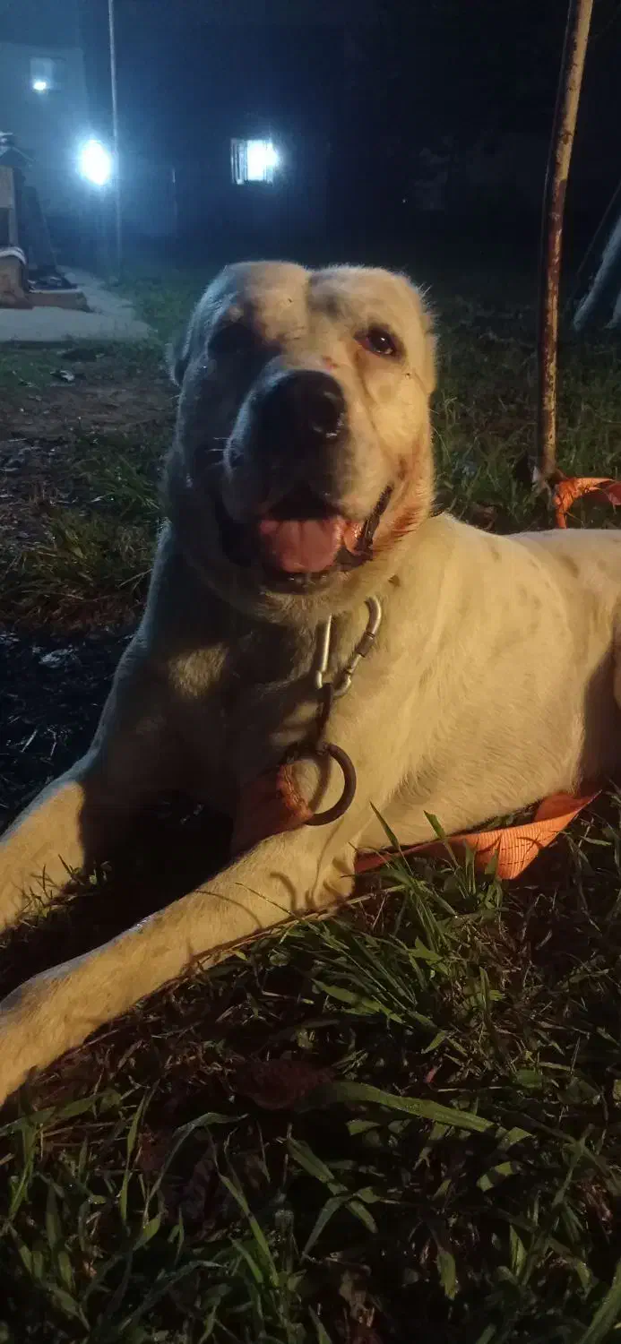 سگ آلابای|سگ|سنگر, |دیوار