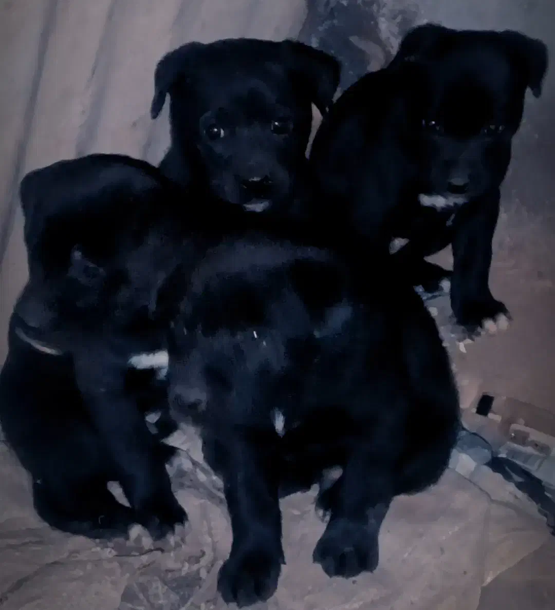 سگ دورگه|سگ|نهبندان, |دیوار