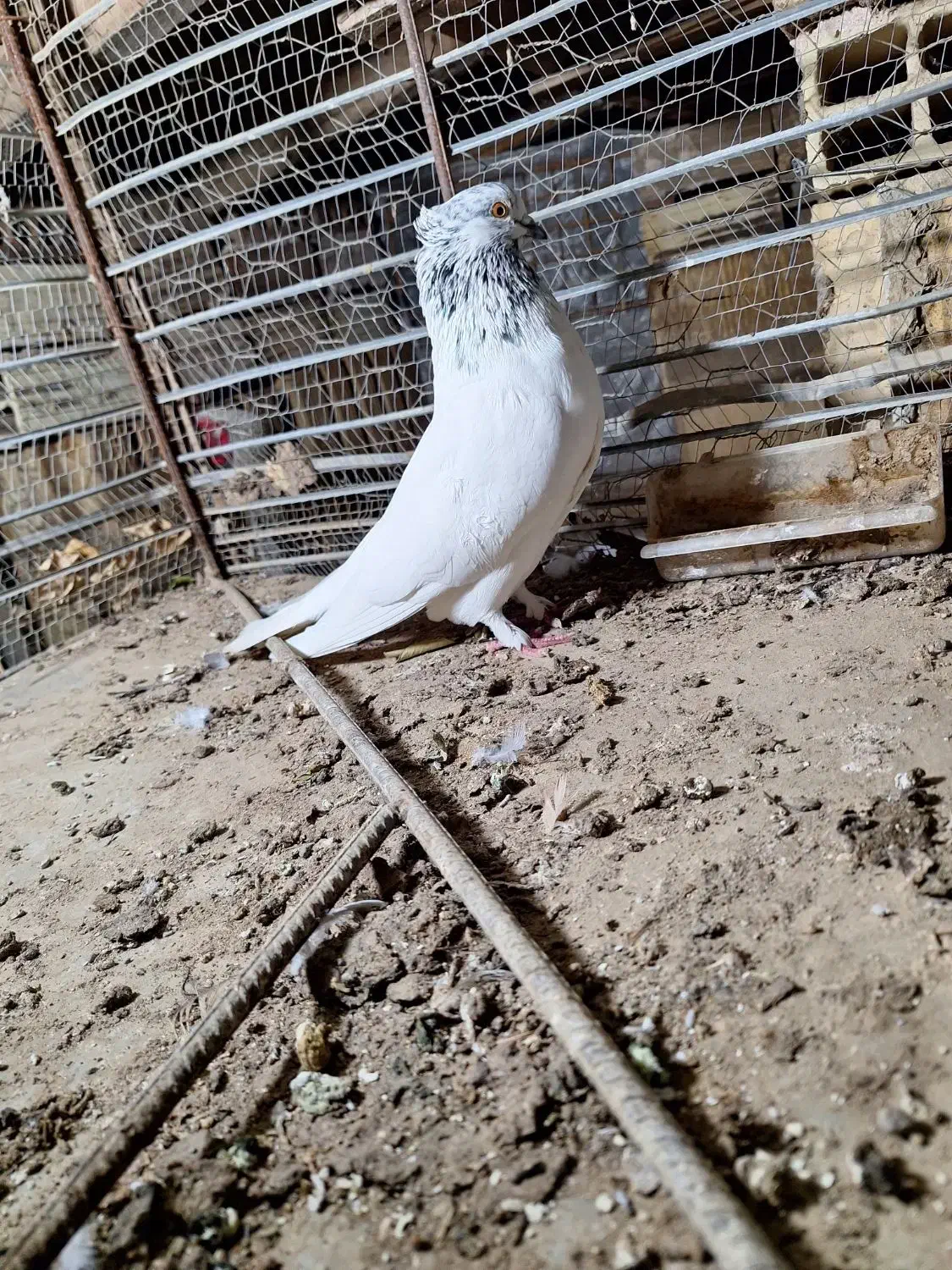 کبوتر|پرنده|جیرفت, |دیوار