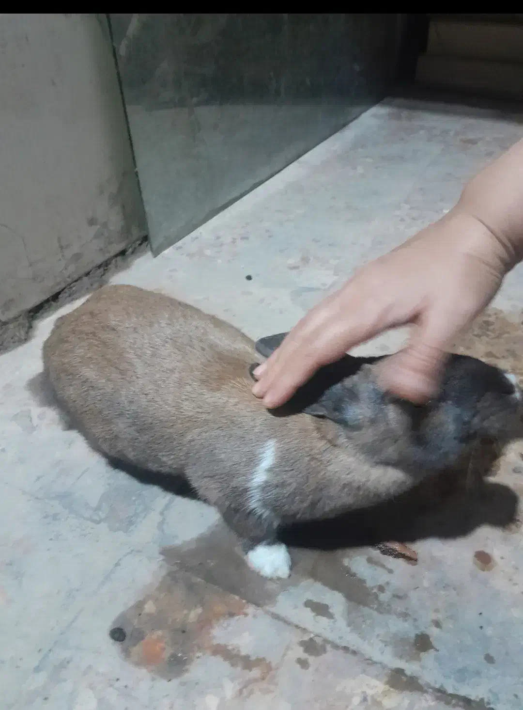 خرگوش|موش و خرگوش|اهواز, ملاشیه|دیوار