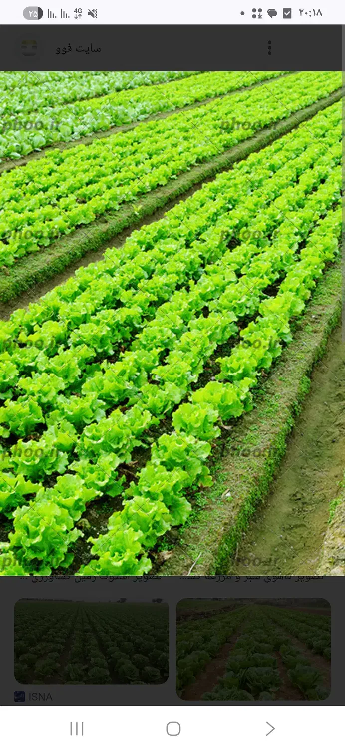 زمین مناسب کشاورزی و باغداری|فروش زمین و ملک کلنگی|نکا, |دیوار