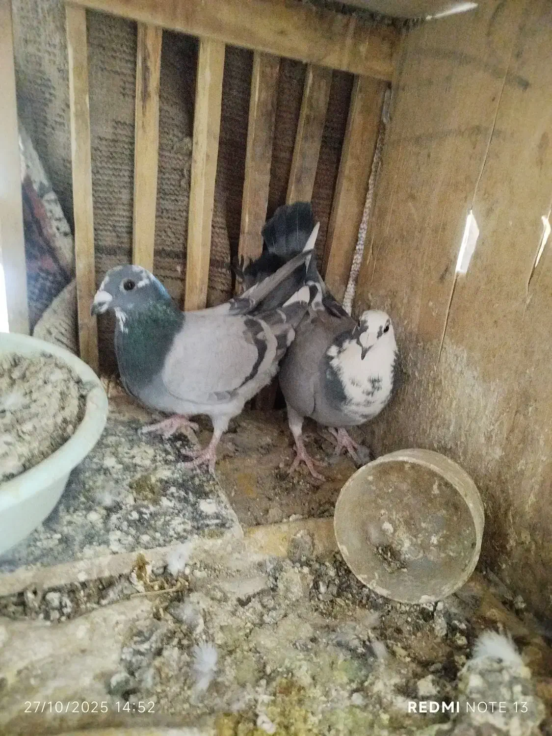 یه جفت نروماده ابلغ سبز|پرنده|زابل, |دیوار