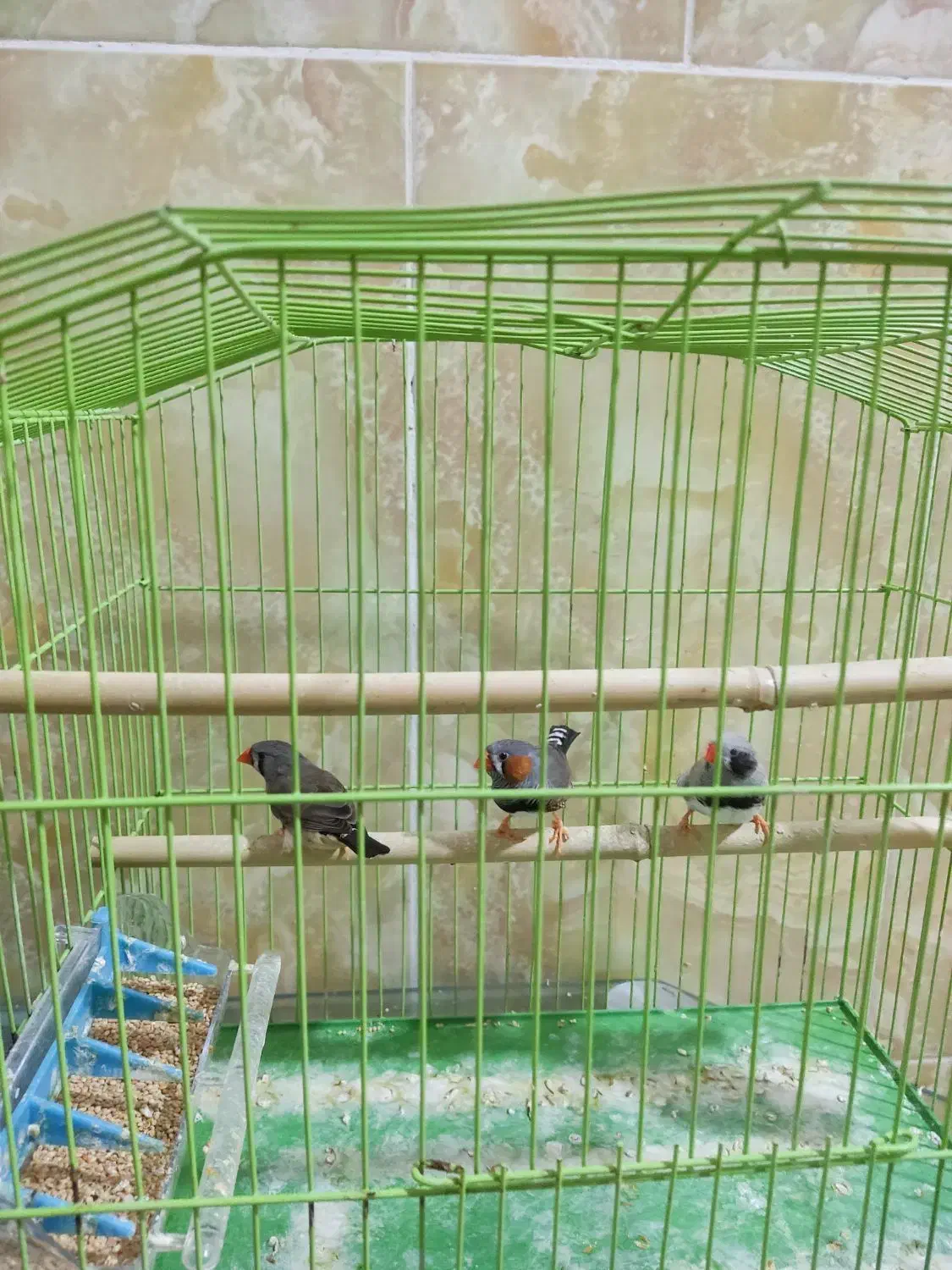 فنچ|پرنده|میناب, |دیوار